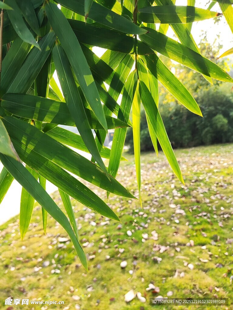 阳光下的翠绿竹叶