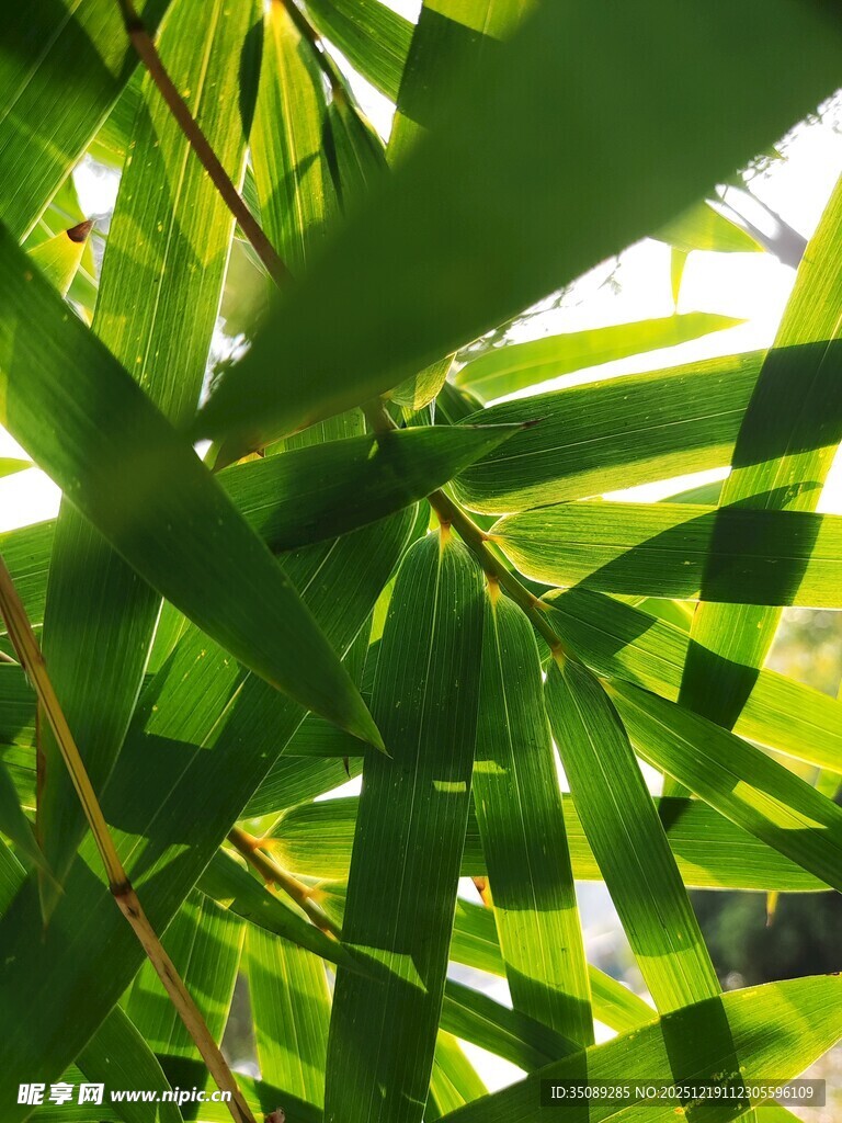 阳光下的翠绿竹叶