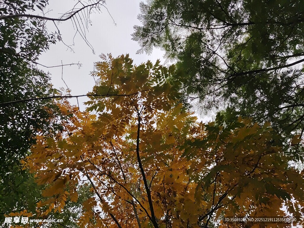 秋日林间斑斓树叶景观