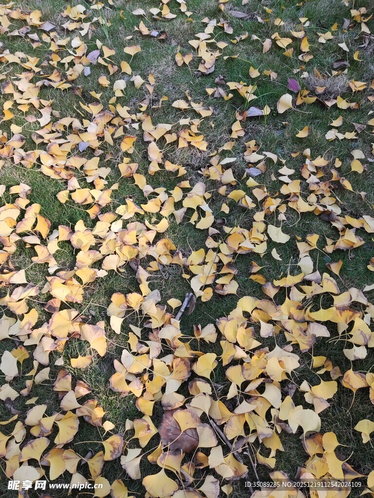 秋日落叶铺满草地