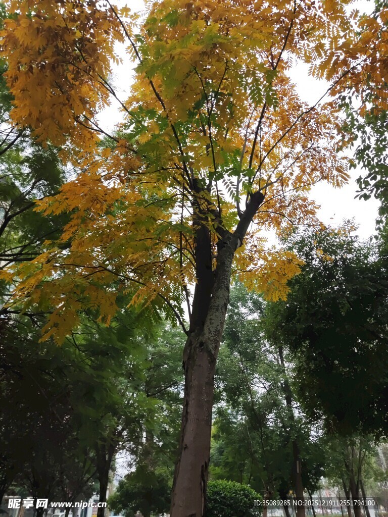 秋日斑斓树木景观