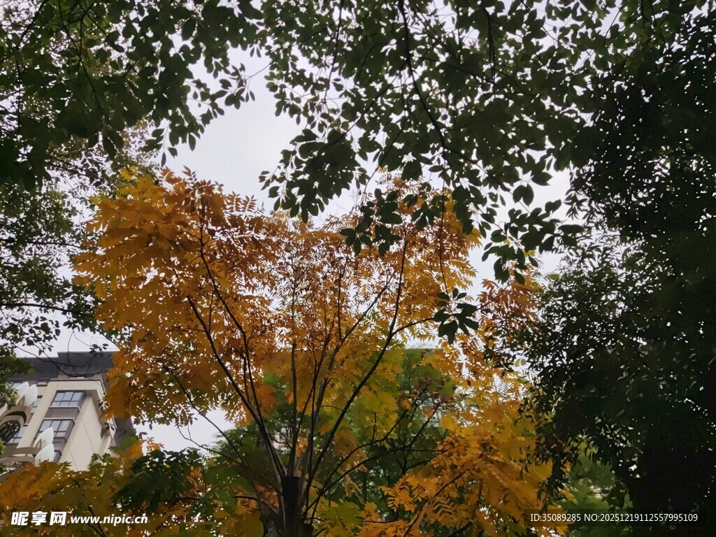 秋日湖畔斑斓树木景致