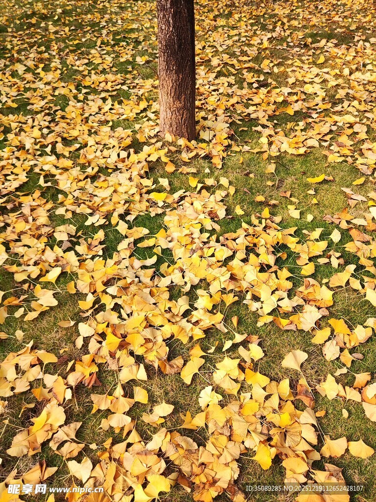 树下落叶铺就秋日美景