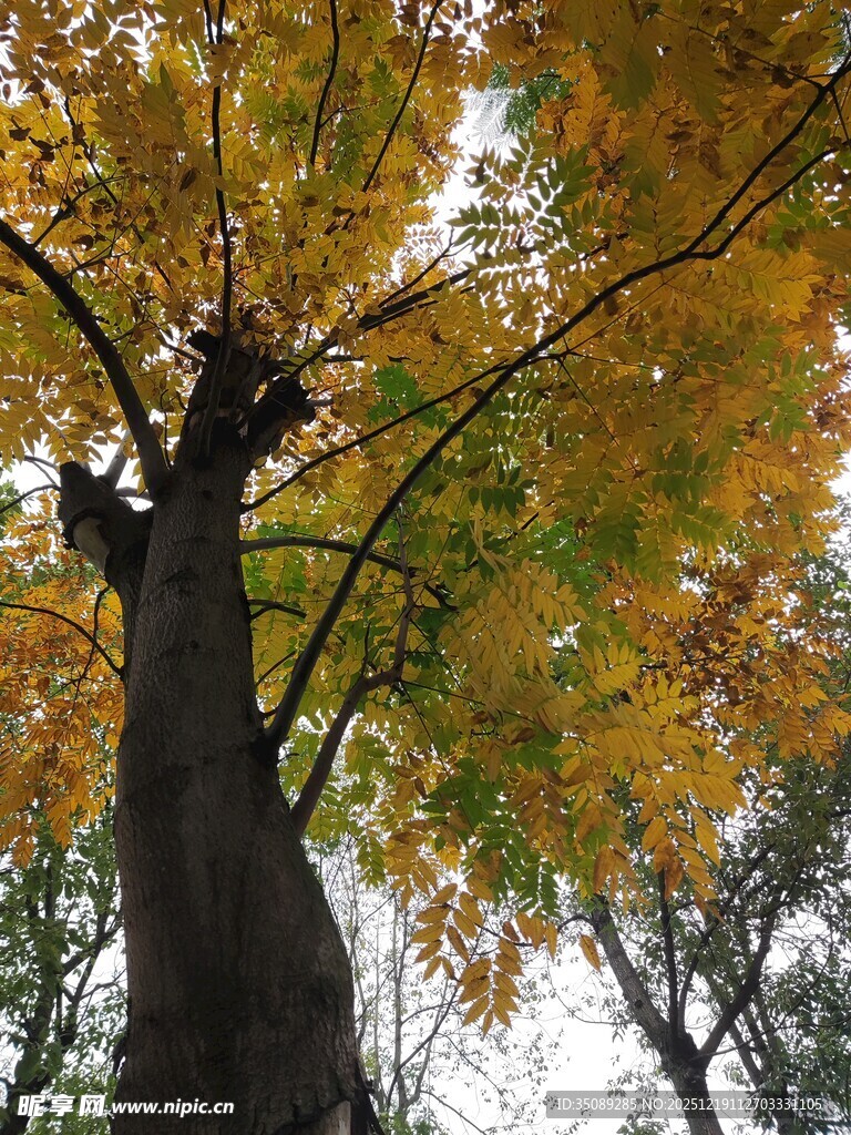 秋日挺拔大树与斑斓树叶