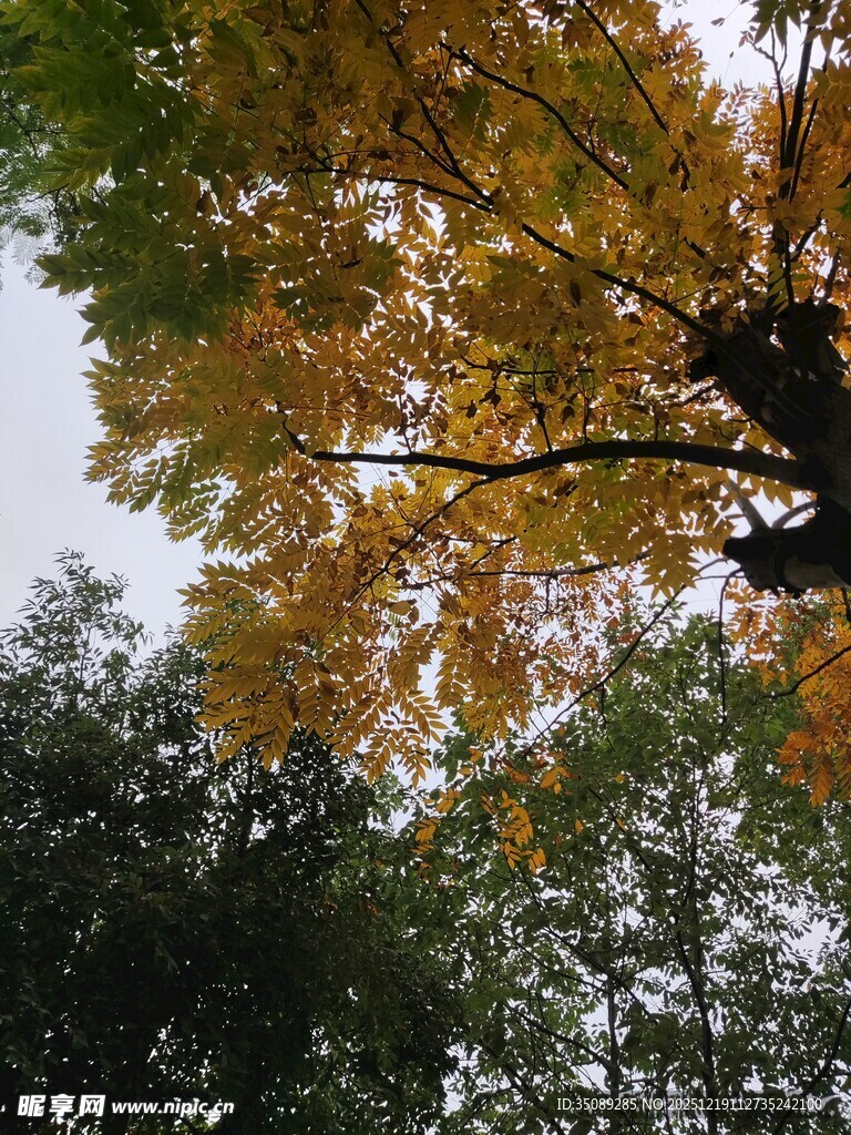 秋日林间斑斓树冠景象