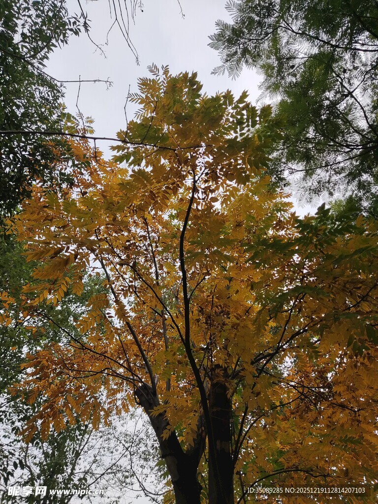 秋日金黄树木景致