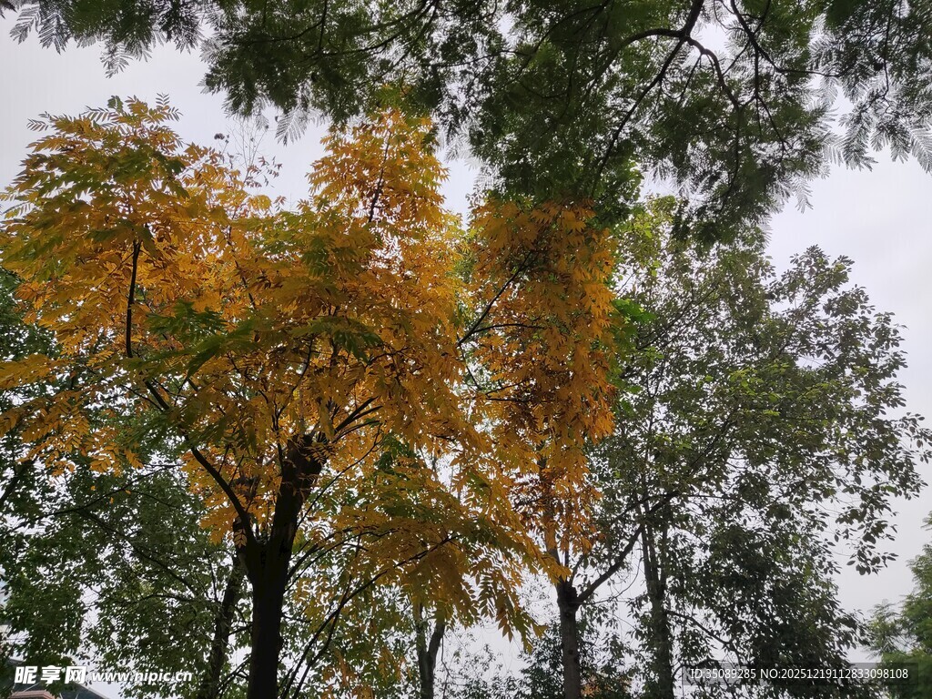 秋日树林中的斑斓树木