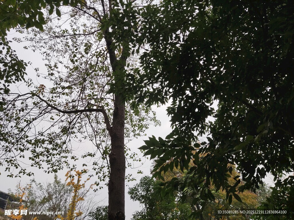 秋日树林中的挺拔树木