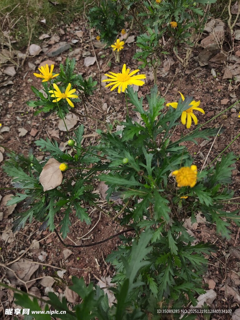 地面绽放的黄色小花