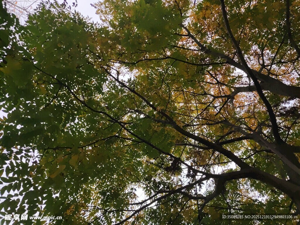 仰视秋日繁茂树木枝叶