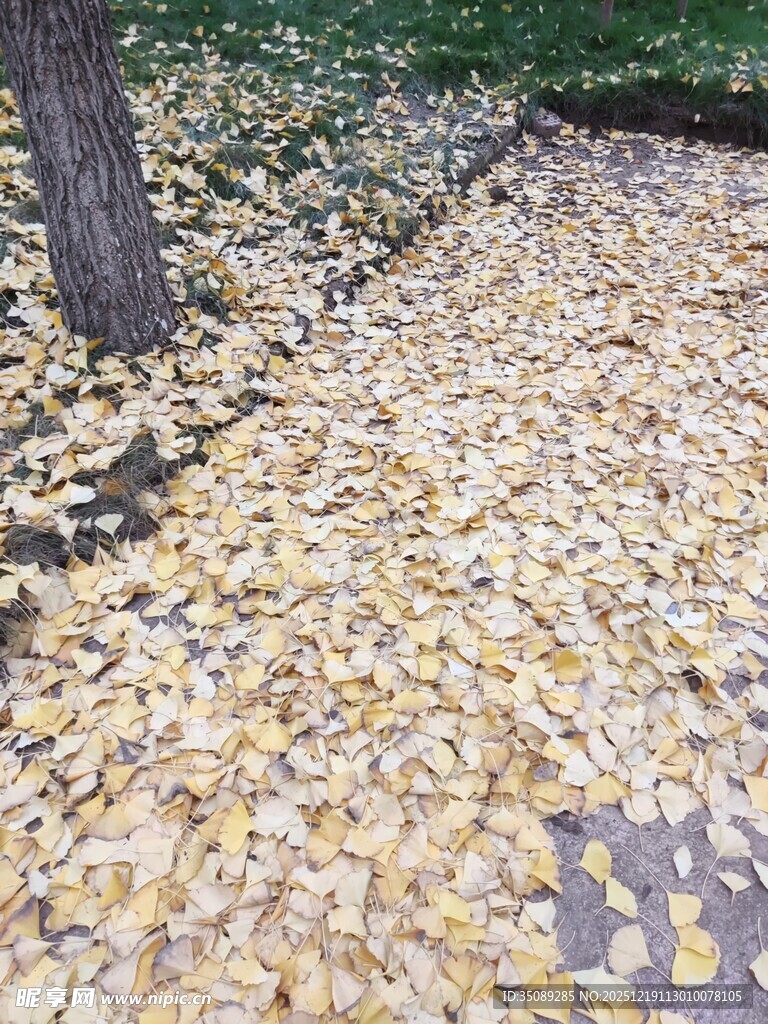 秋日树下金黄落叶美景