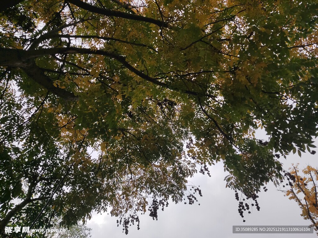 仰视秋日繁茂树枝