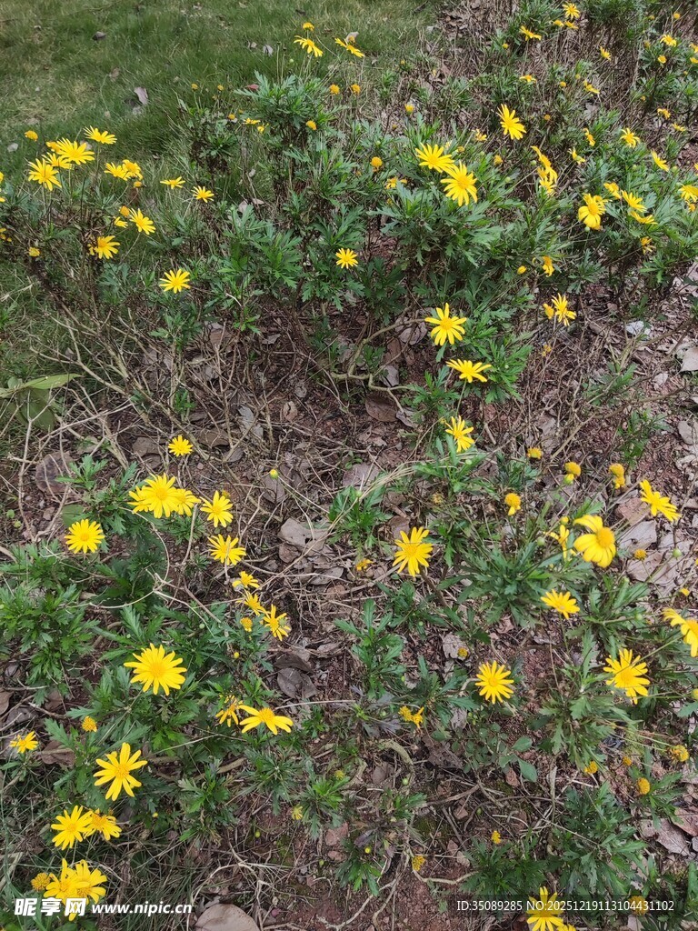 草地中的黄色小花绽放
