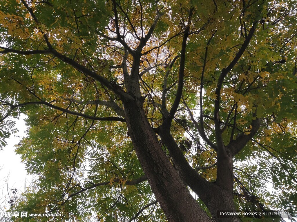 仰视繁茂大树枝叶