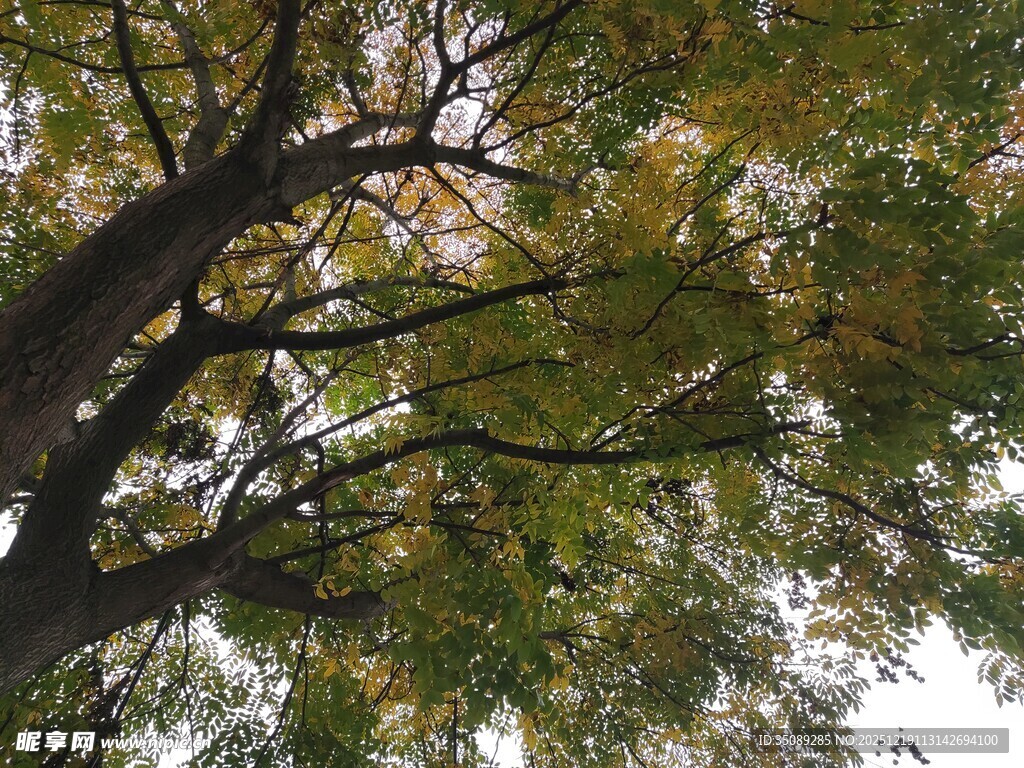 秋日繁茂大树枝叶景观