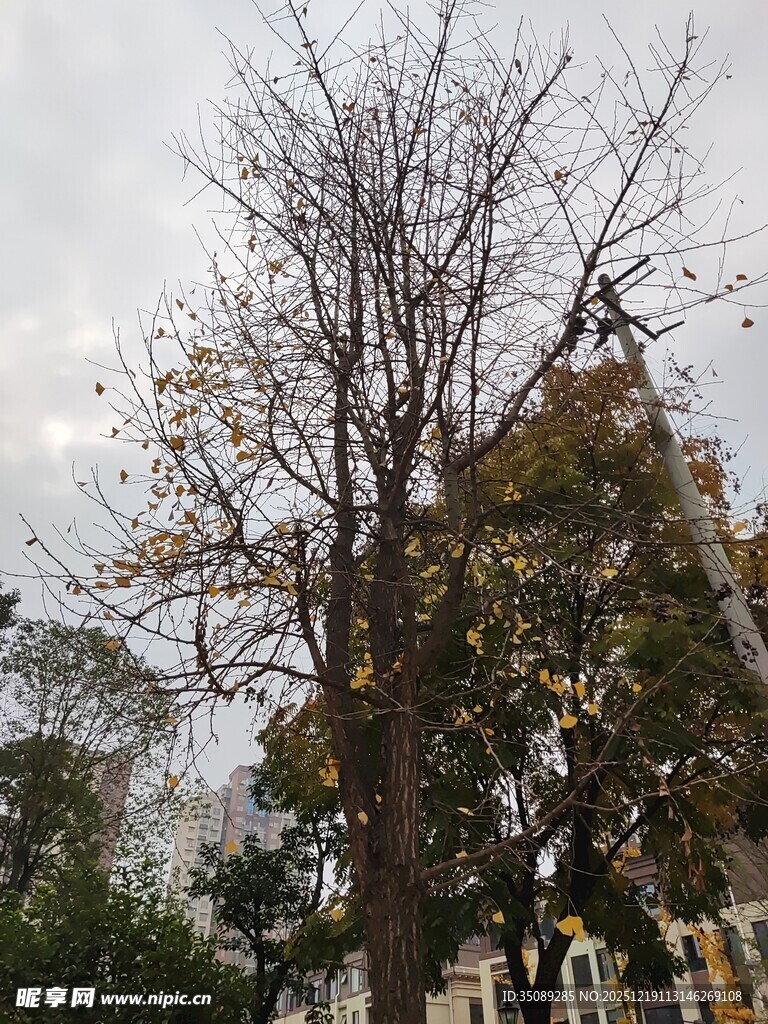 秋日光秃树木与背景建筑