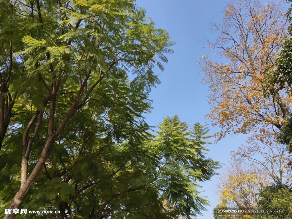 秋日林间蓝天绿树景致