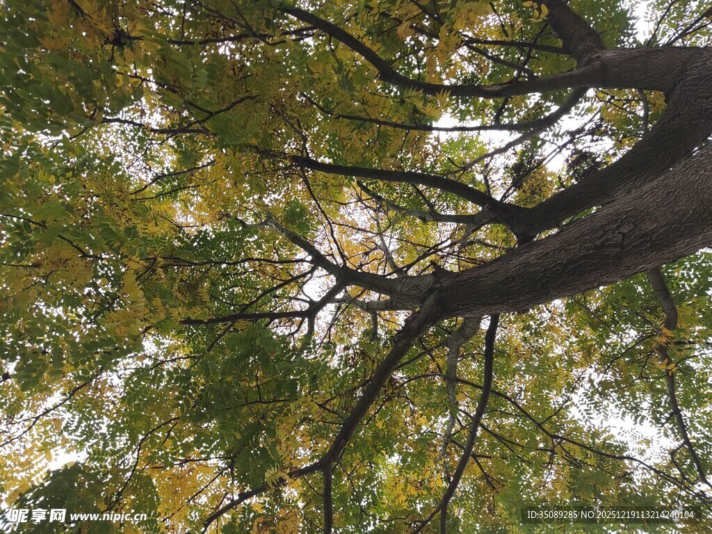 仰视繁茂枝叶的大树