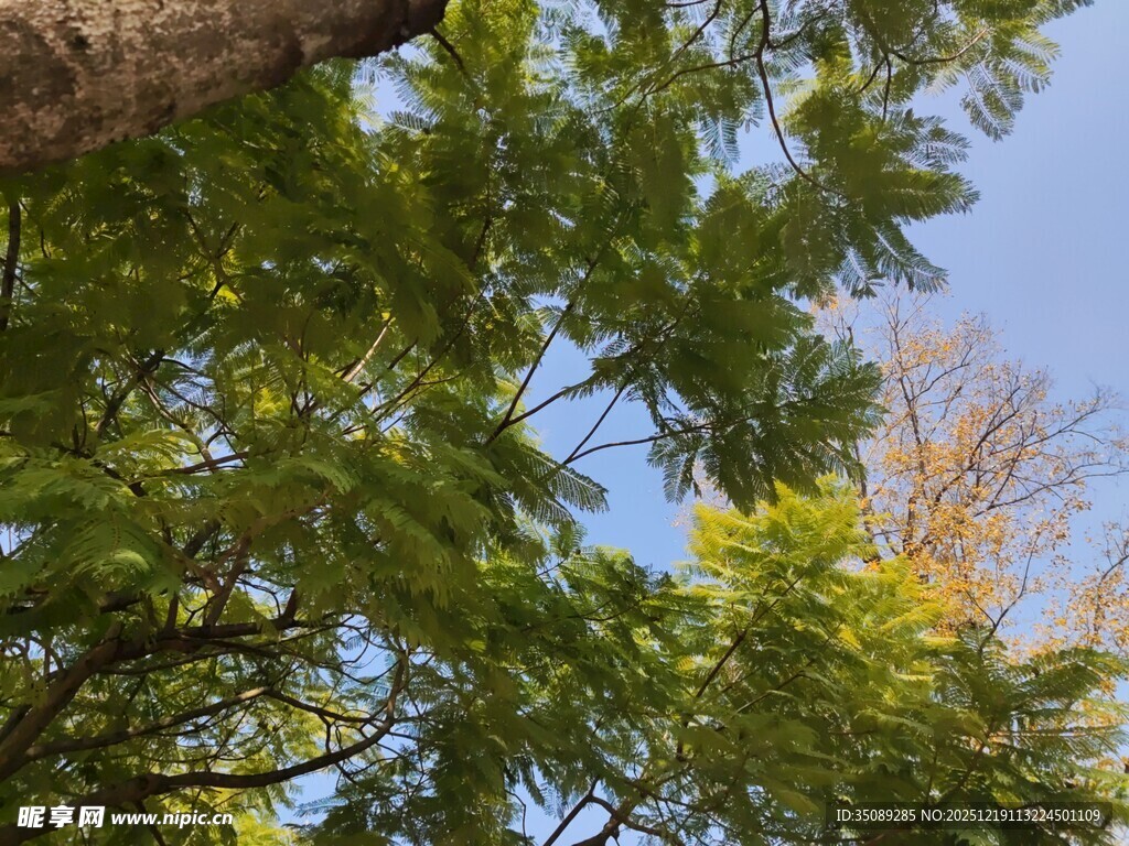 枝叶繁茂的绿树蓝天景象