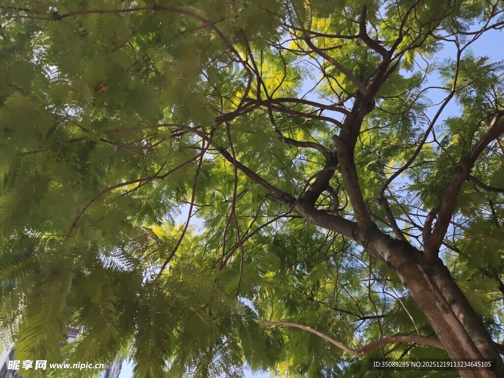 仰视茂密枝叶间的蓝天