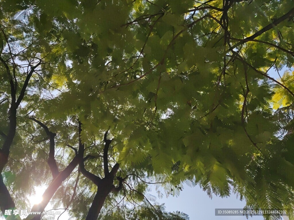 阳光透过枝叶的清新景象