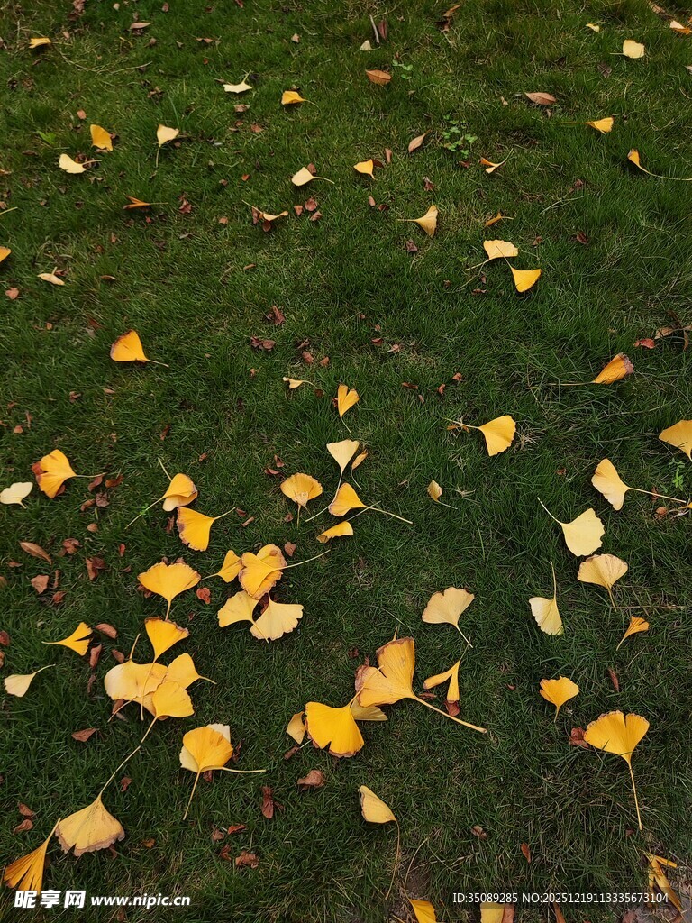 草地上的金黄银杏落叶