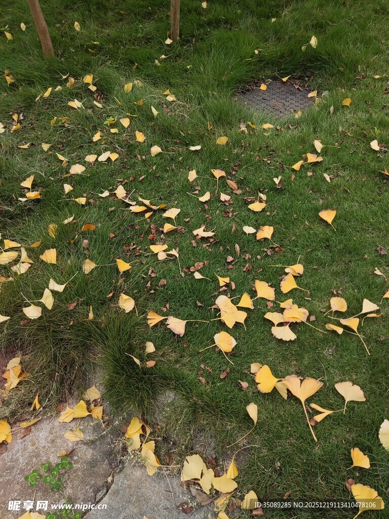 秋日草地落满金黄银杏叶