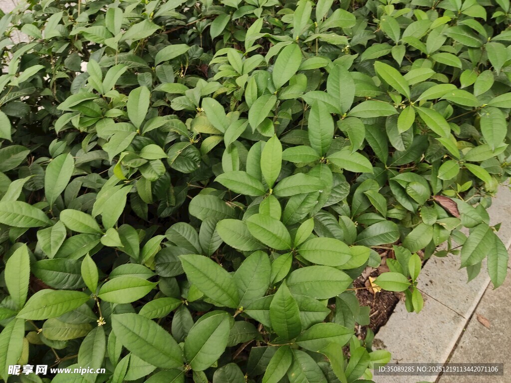 翠绿叶片植物景观