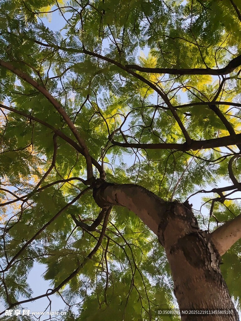 仰视葱郁大树树冠