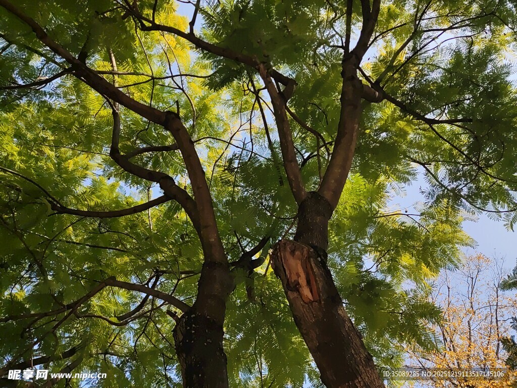 仰视葱郁大树枝叶繁茂