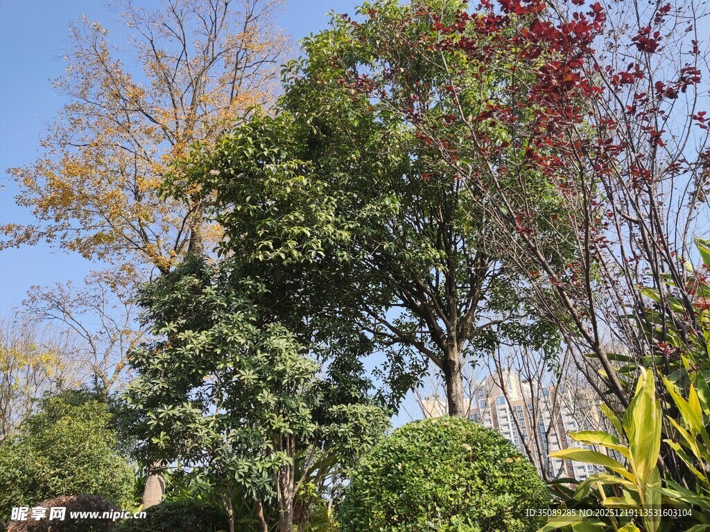 户外多彩树木景观