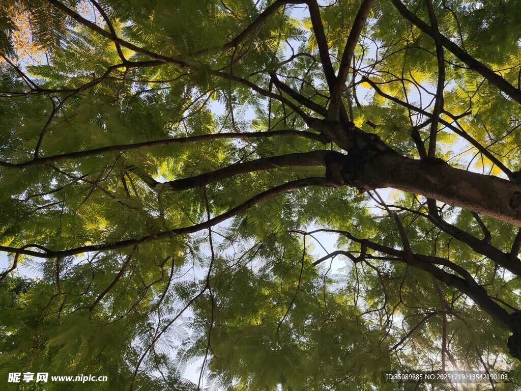 仰视繁茂树枝与斑驳光影