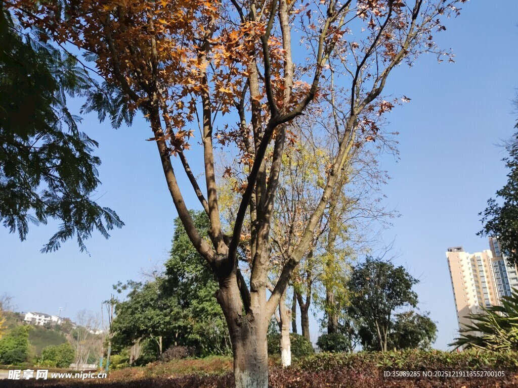 秋日公园树木风景