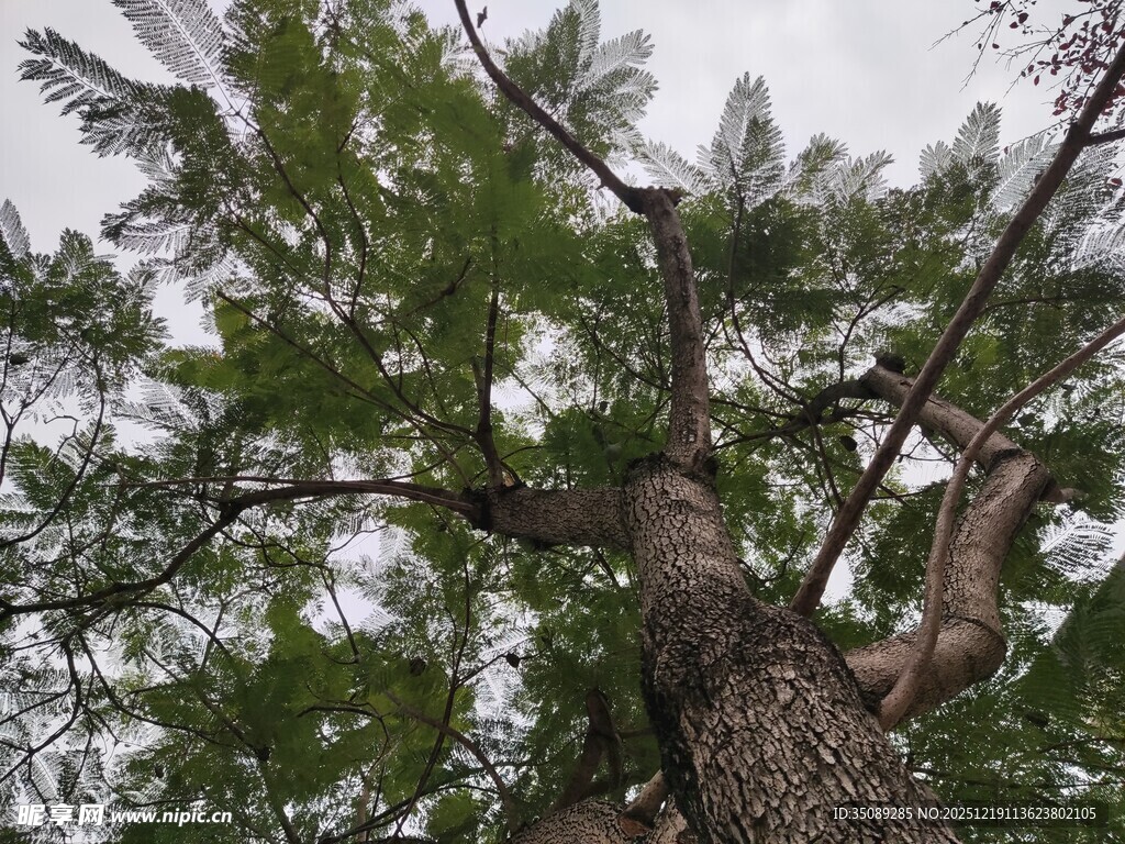 仰视视角下的繁茂松树