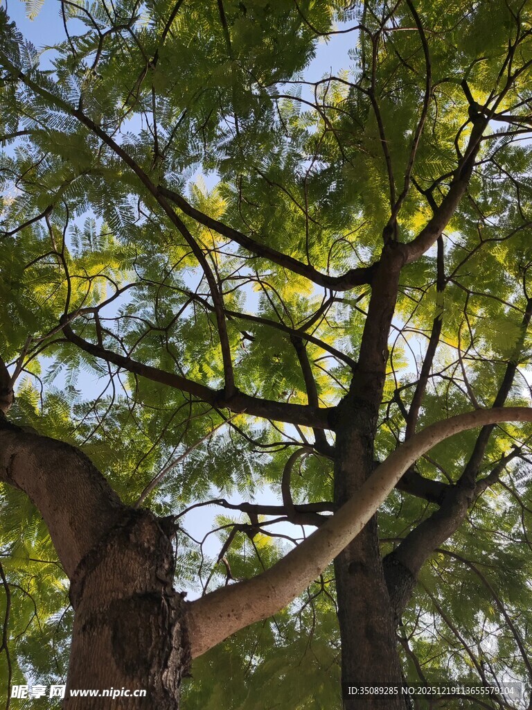 仰视葱郁树木枝叶繁茂