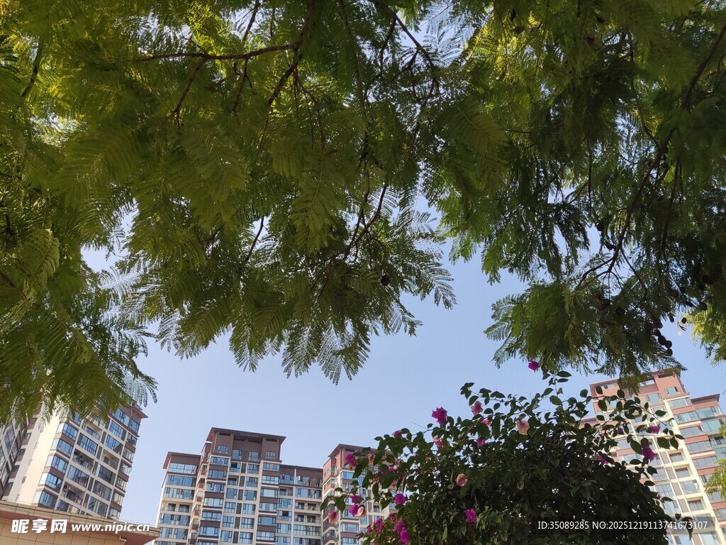 绿树掩映下的城市高楼