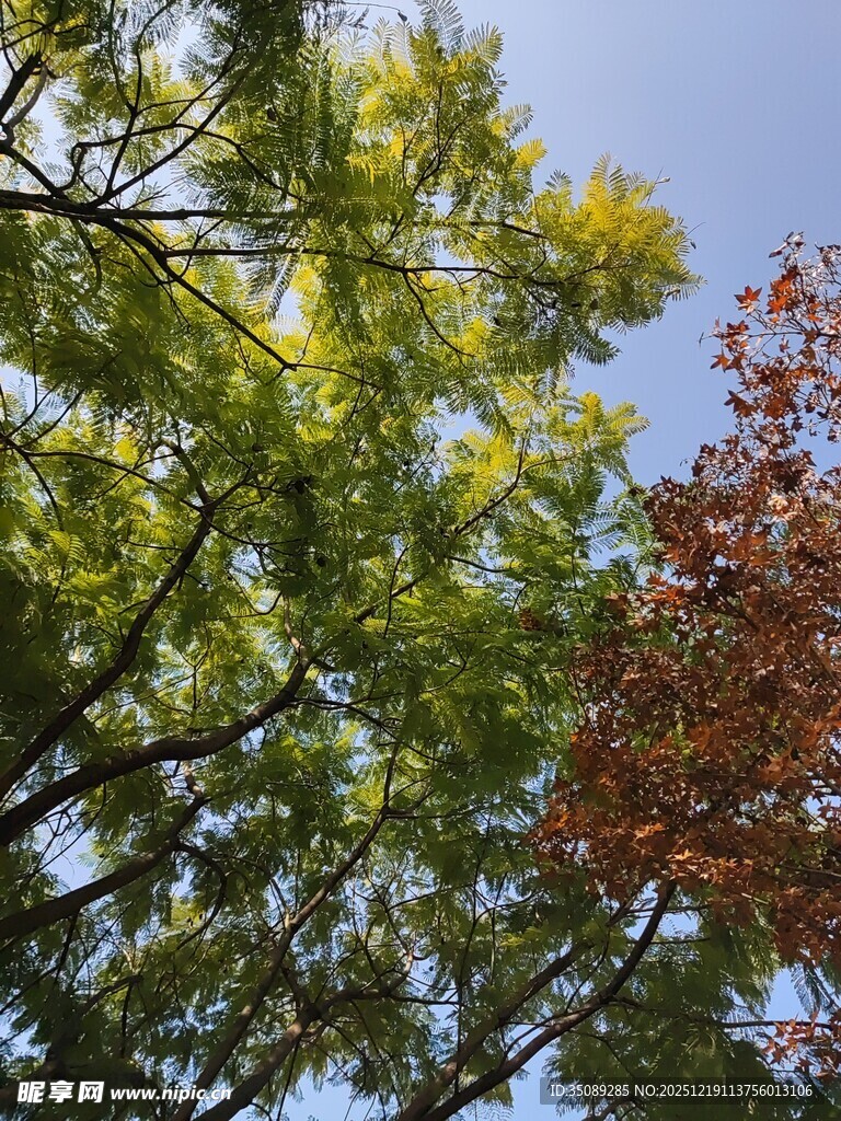 秋日树梢斑斓枝叶映蓝天