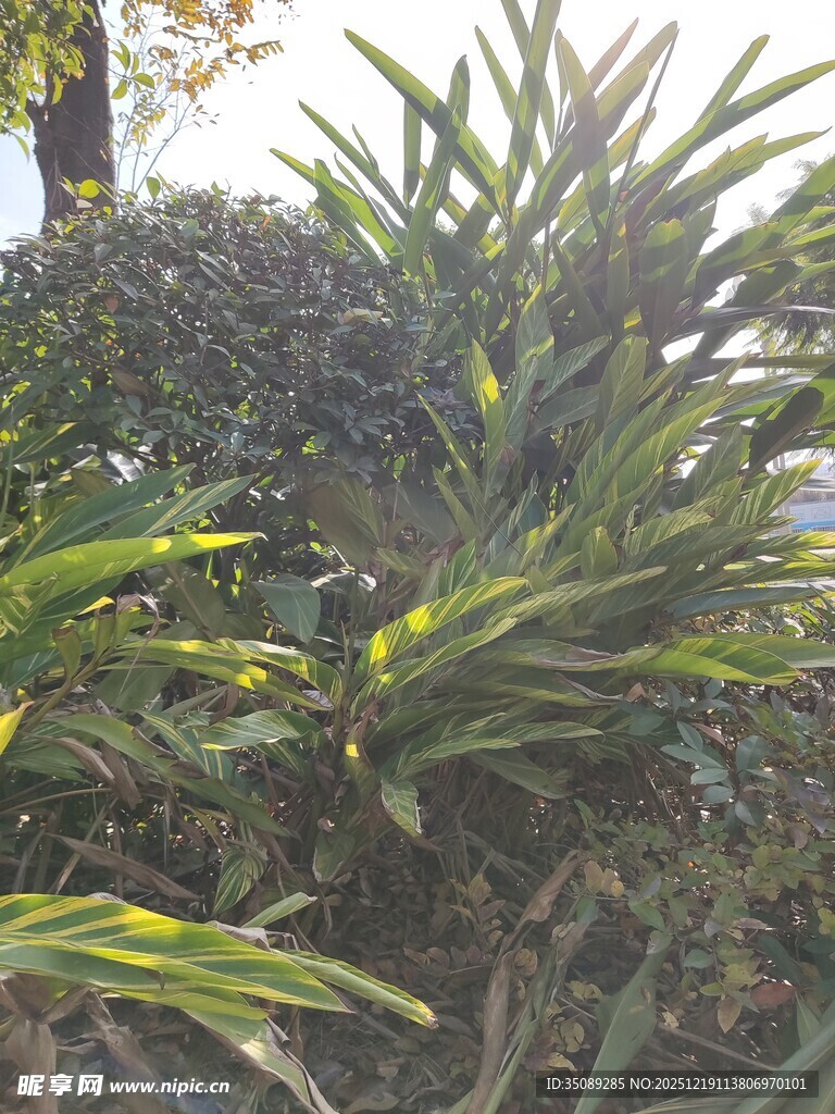 绿叶繁茂的热带植物景观