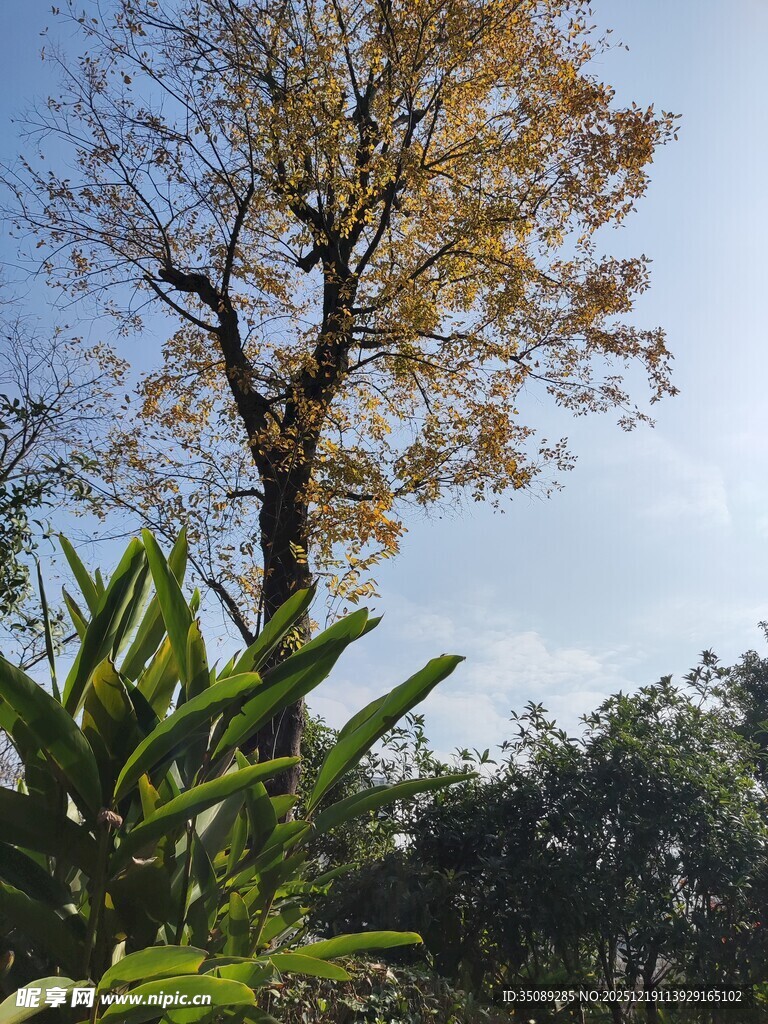 秋日孤树与葱郁绿植