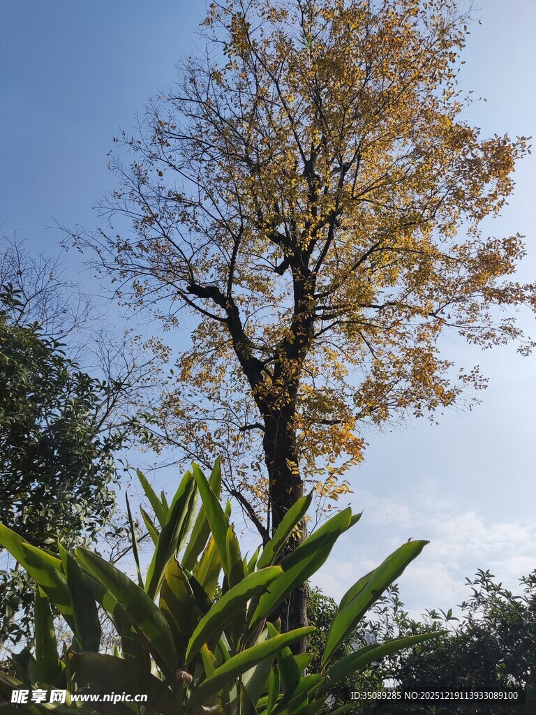 秋日孤树与翠绿植物