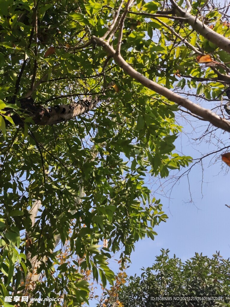 繁茂树枝下的蓝天景致