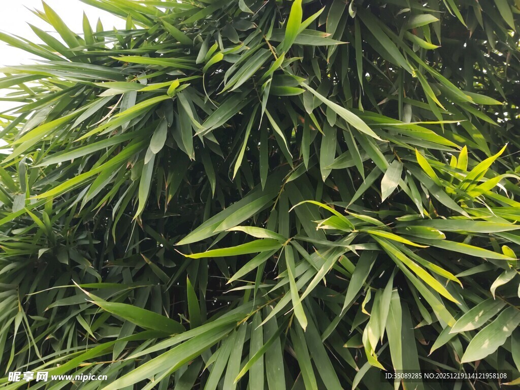 翠绿繁茂的热带植物叶片