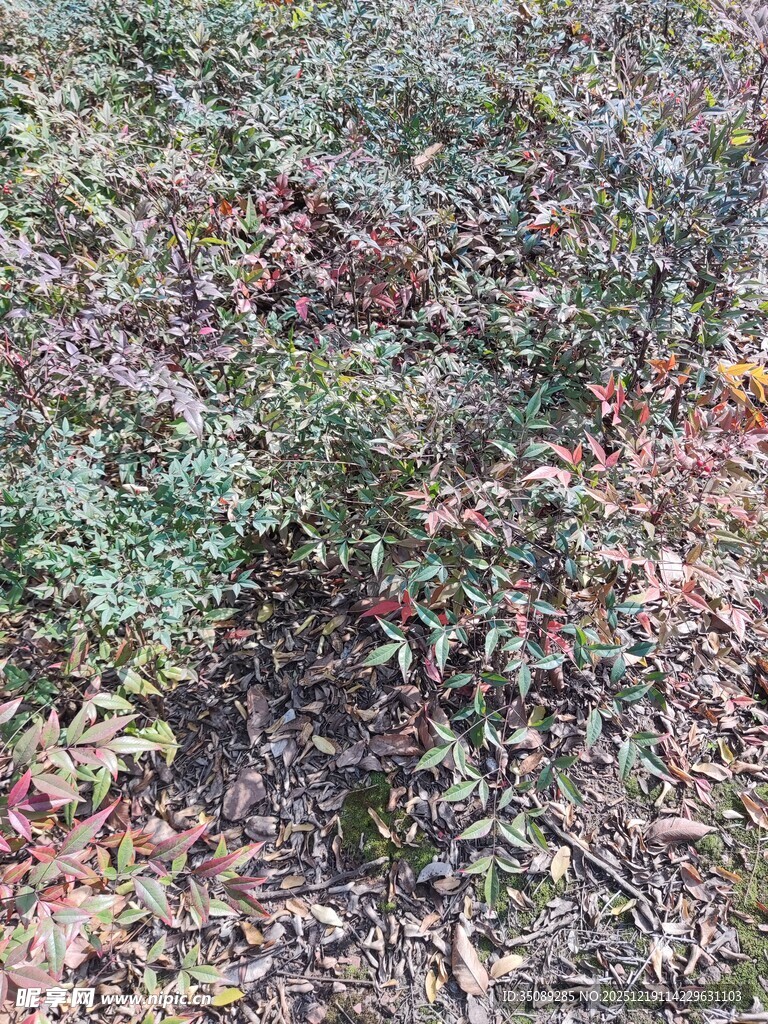 野外繁茂的灌木丛景象