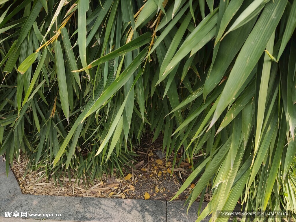 翠绿修长的植物叶片