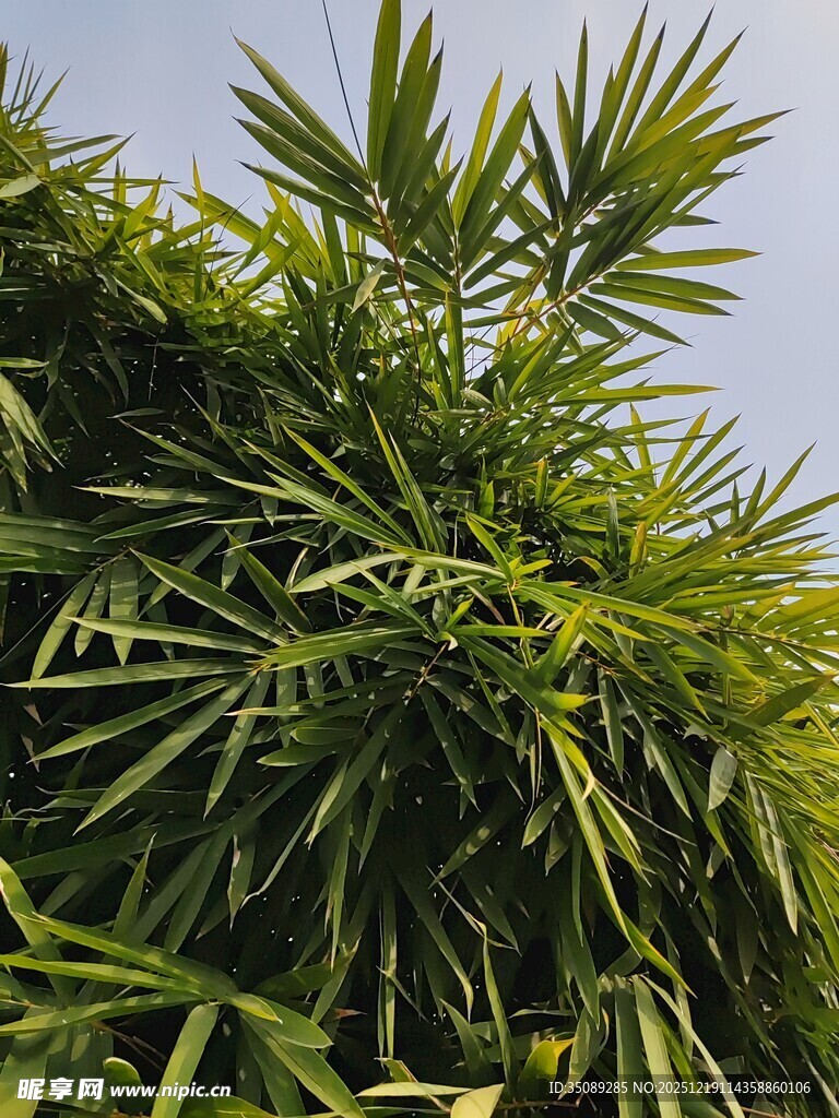 翠绿竹叶生机盎然