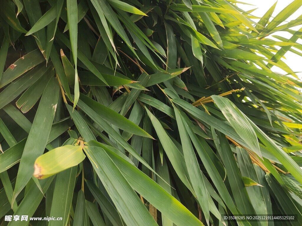 翠绿芭蕉叶特写