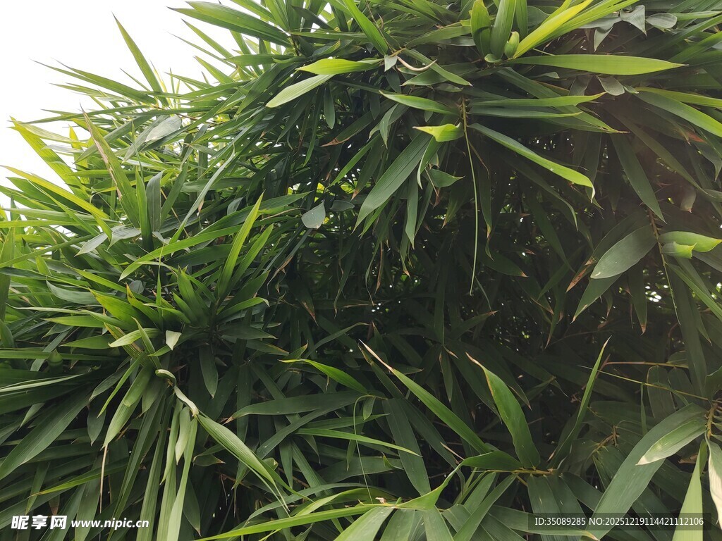 翠绿繁茂的热带植物景象