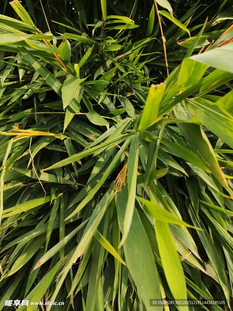 翠绿繁茂的热带阔叶植物