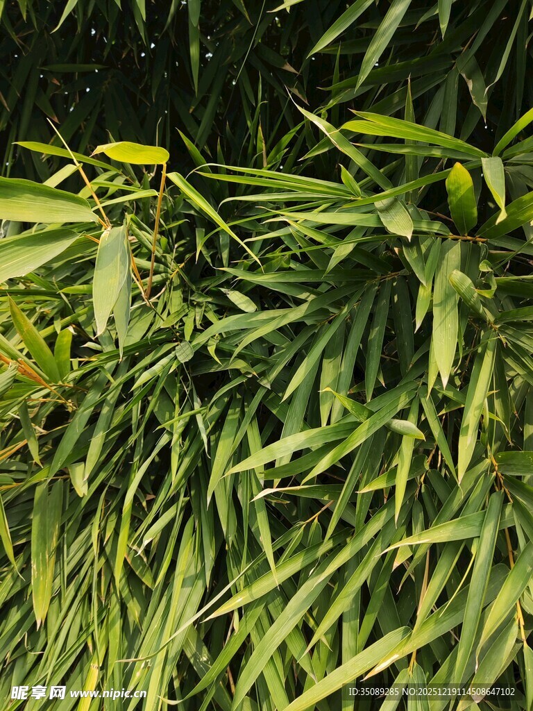 翠绿竹叶生机盎然