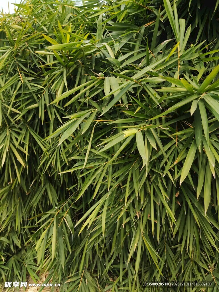 茂密翠绿的竹林景观